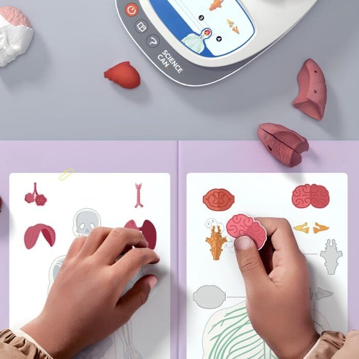 Joc STEM Anatomia umana, TopBright - imagine 2